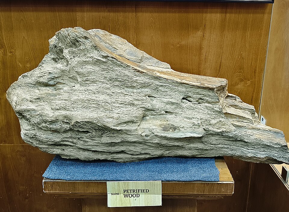 Skamieniałe drewno